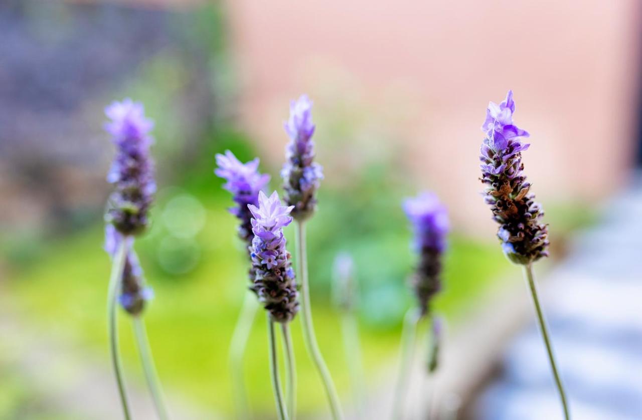 Casa Lavanda Hotel Boutique Pátzcuaro Eksteriør bilde